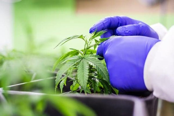 Quels sont les effets secondaires potentiels des fleurs CBD ?